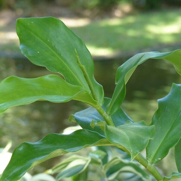 Hellenia speciosa Folha