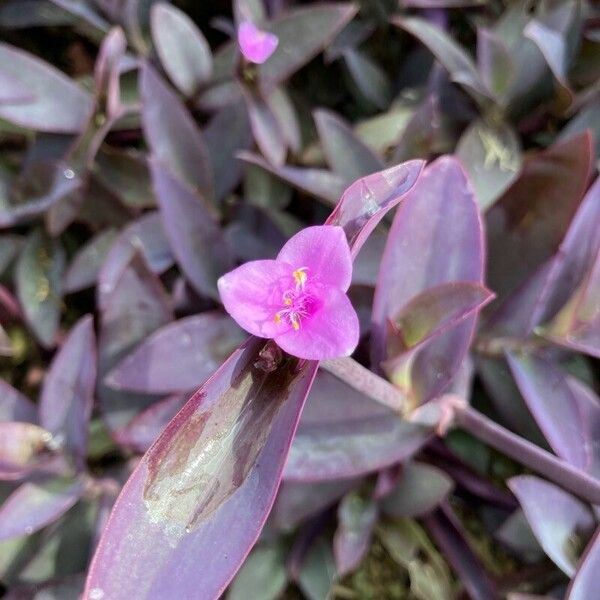 Tradescantia pallida Žiedas