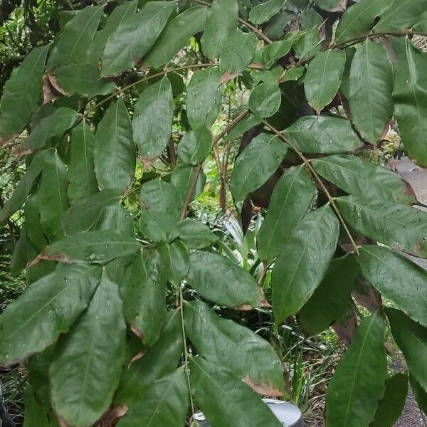 Brownea ariza Leaf