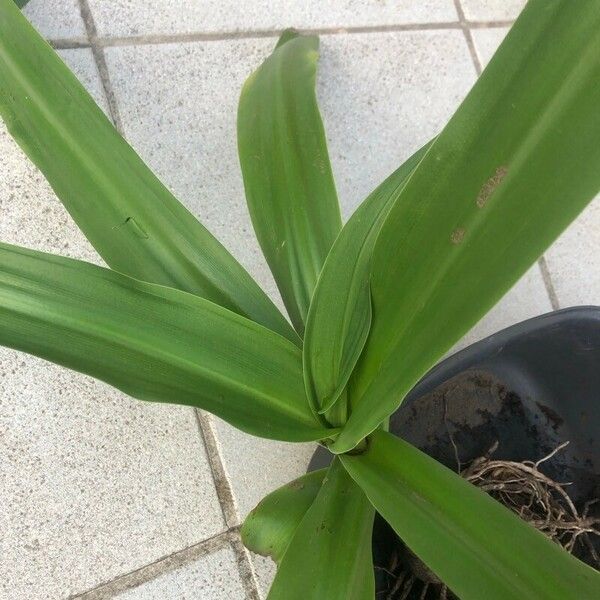 Crinum asiaticum Blatt