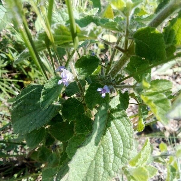 Mesosphaerum suaveolens Leht