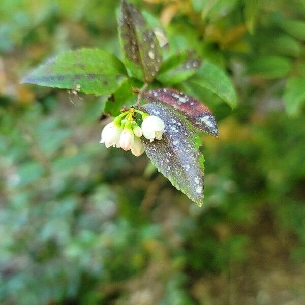 Vaccinium ovatum Floare