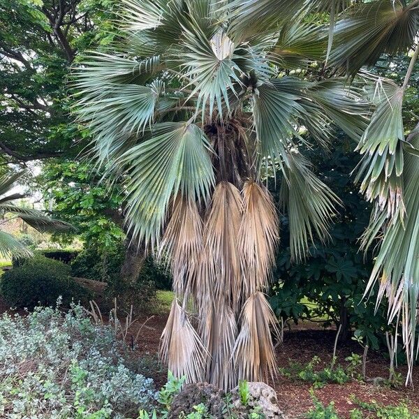 Pritchardia hillebrandii पत्ता