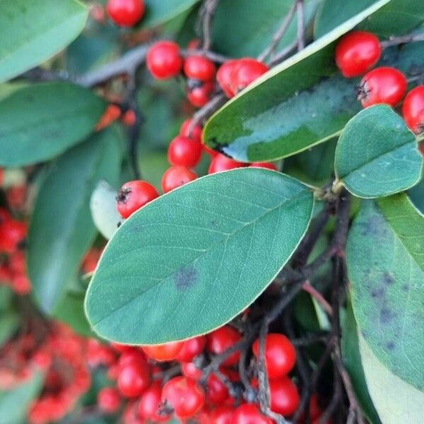 Cotoneaster coriaceus Blad