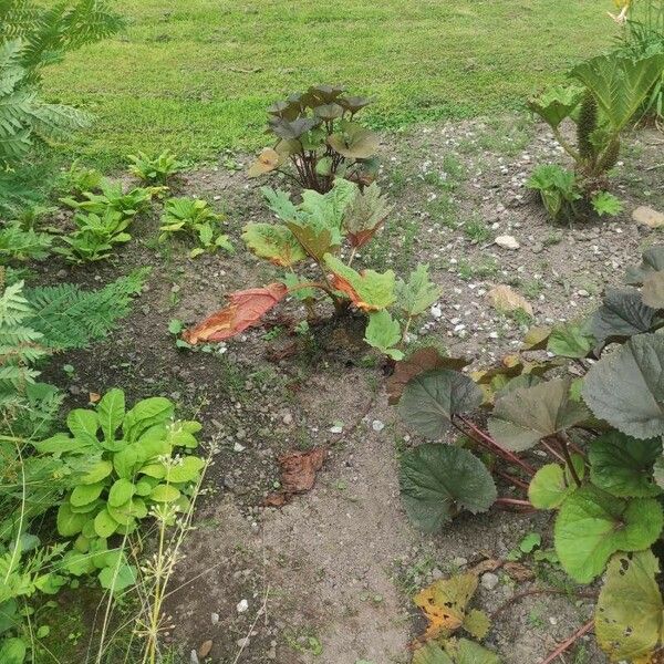 Rheum palmatum Habitus