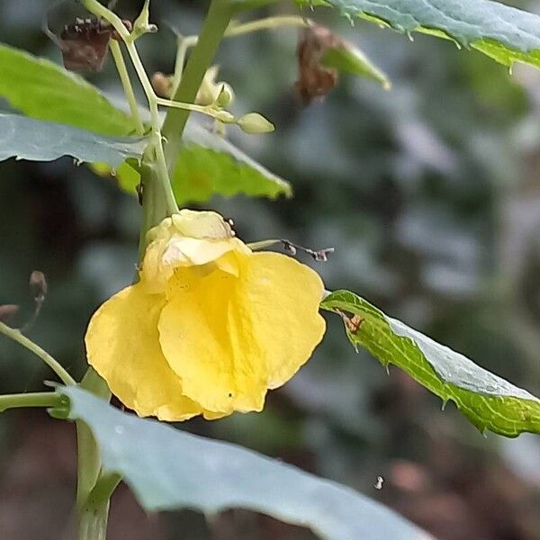 Impatiens noli-tangere Flower