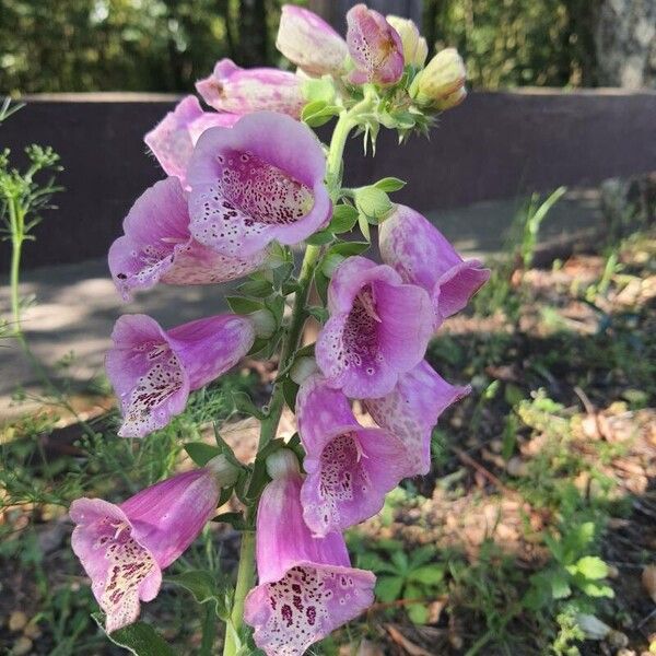 Digitalis purpurea ফুল