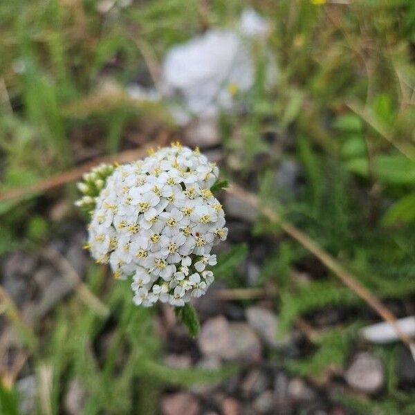 Achillea odorata Flors