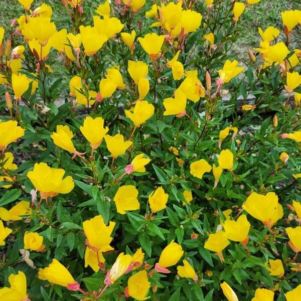 Oenothera fruticosa Hábito