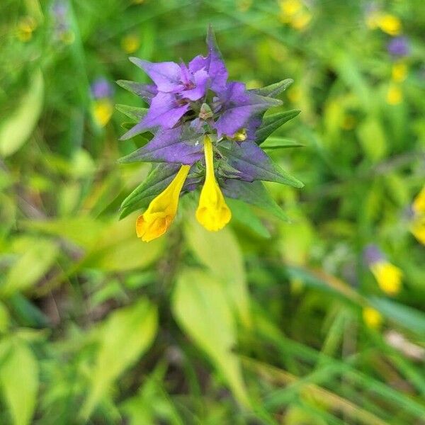 Melampyrum catalaunicum Flower