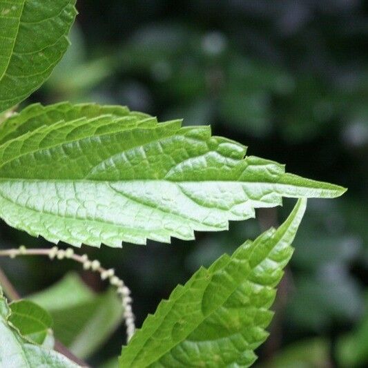 Boehmeria japonica Leaf