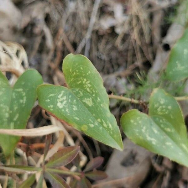 Smilax bona-nox Yaprak