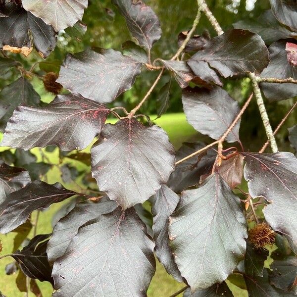 Fagus sylvatica Foglia