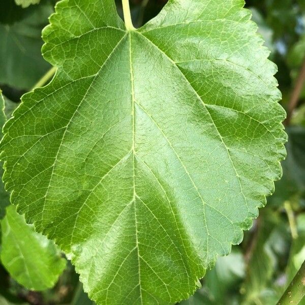 Morus alba Leaf