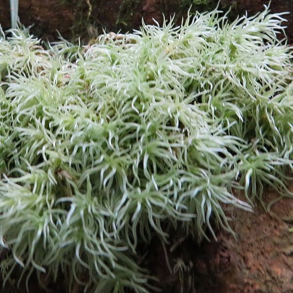 Tillandsia tricholepis Blad