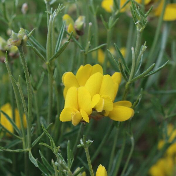 Genista radiata Flower