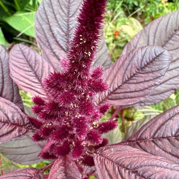 Amaranthus hypochondriacus Квітка