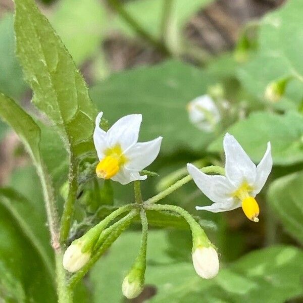 Solanum nigrum 花