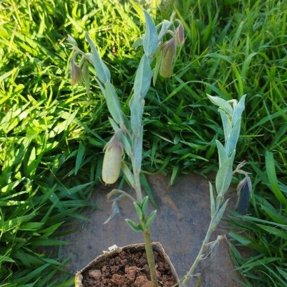 Crotalaria sagittalis Лист