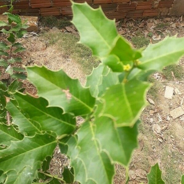 Maytenus ilicifolia Leaf