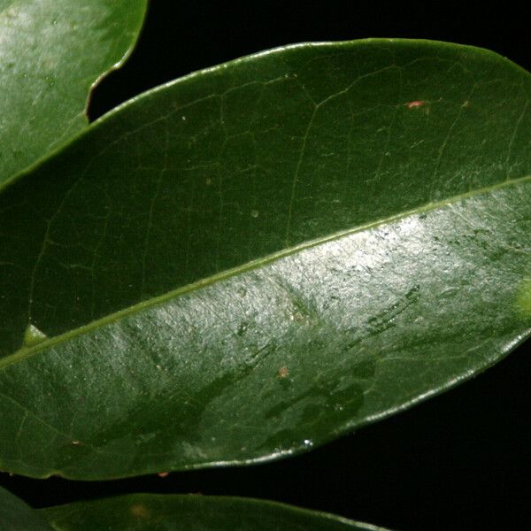 Matayba guianensis Blad