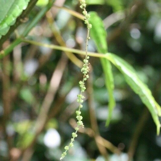 Boehmeria japonica Flower