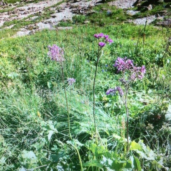 Adenostyles alpina Flower