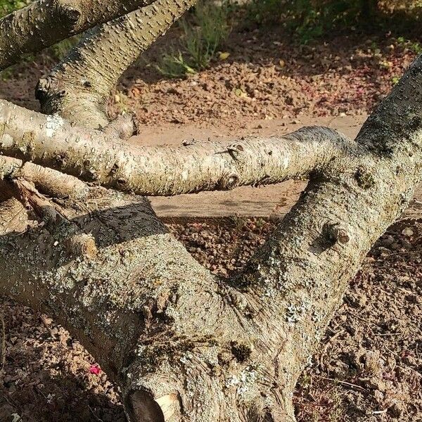 Abies koreana Bark