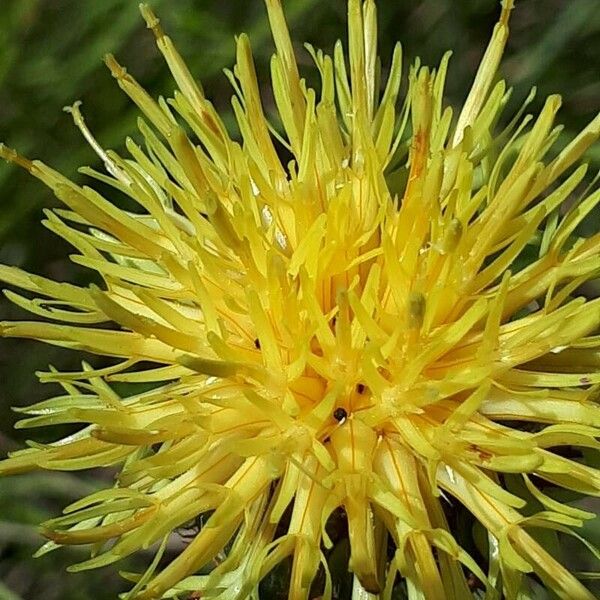 Centaurea collina Blüte