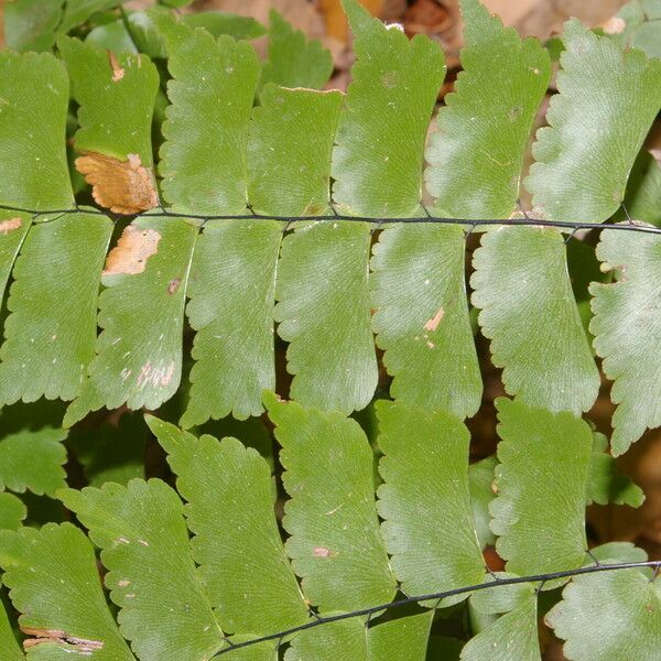 Adiantum philippense Leaf
