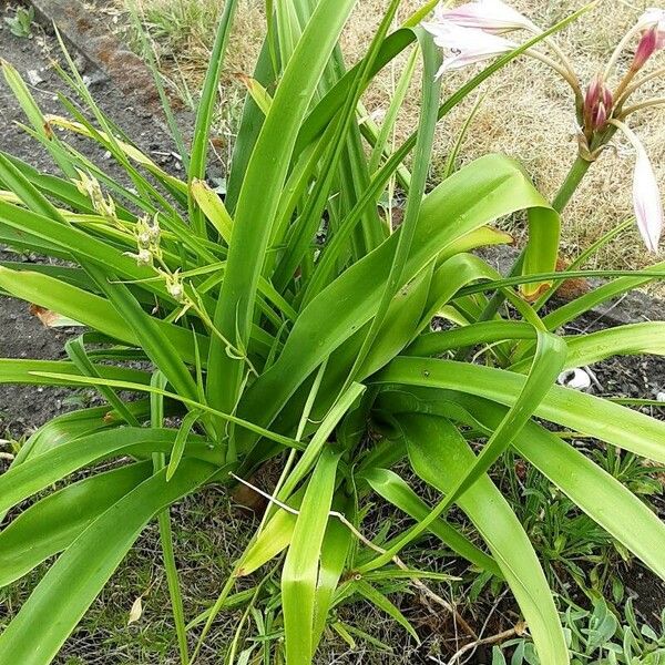 Crinum bulbispermum Tervik taim