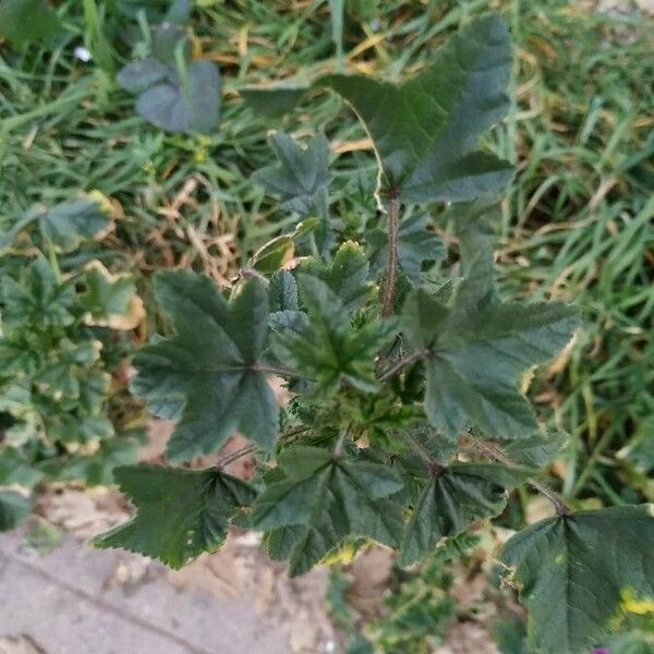 Malva parviflora Folla