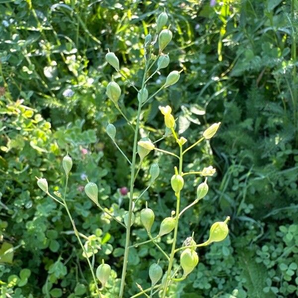 Camelina microcarpa Flower