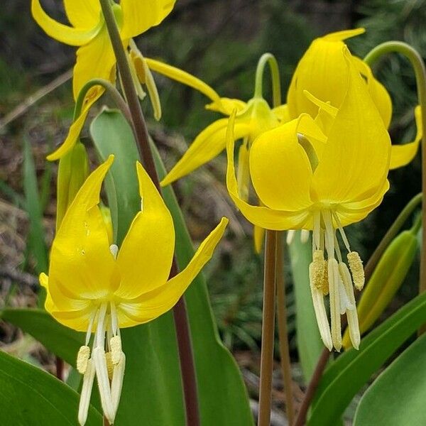 Erythronium grandiflorum Květ