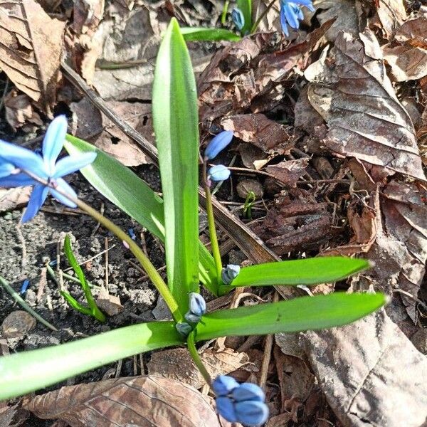 Scilla siberica Blad