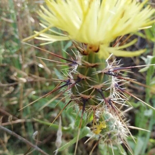 Centaurea sulphurea ফুল