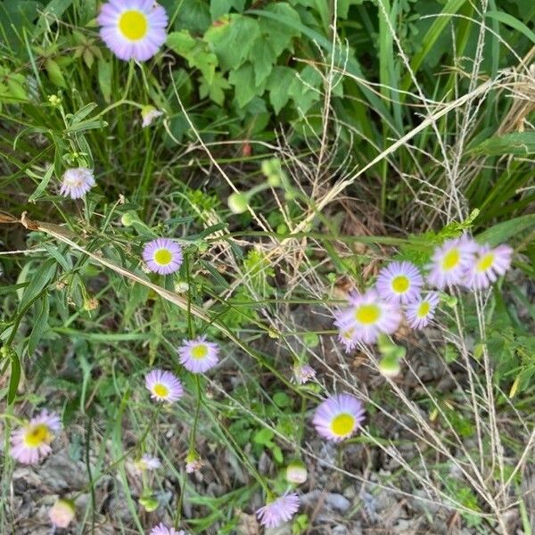 Erigeron glabellus ᱵᱟᱦᱟ