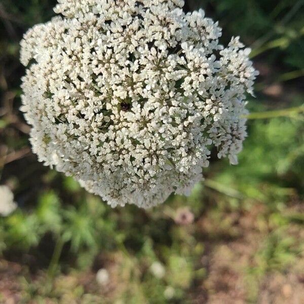 Visnaga daucoides Flower