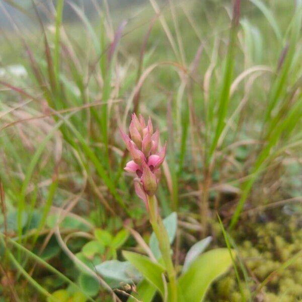 Satyrium nepalense Kukka