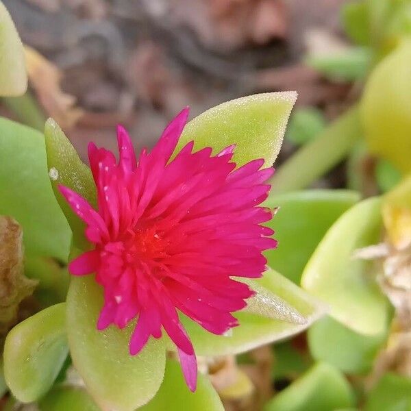 Aptenia cordifolia Flower