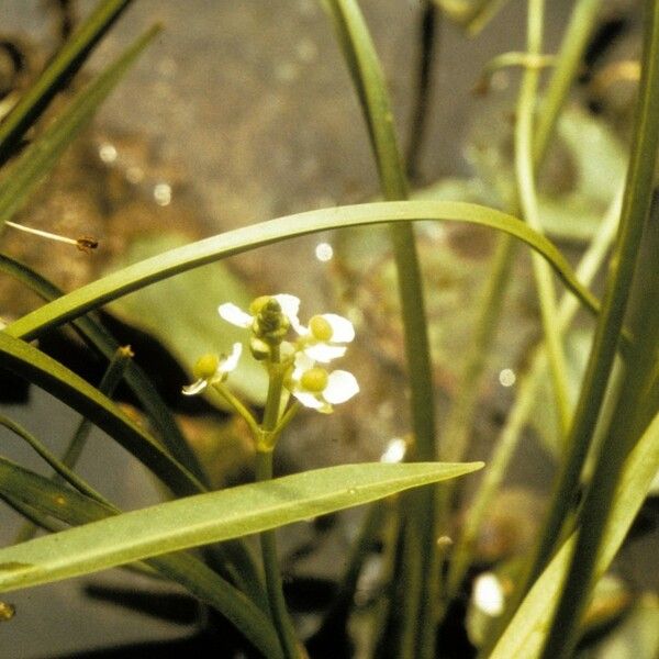 Sagittaria graminea Kvet