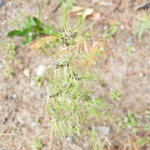 Poa bulbosa 花