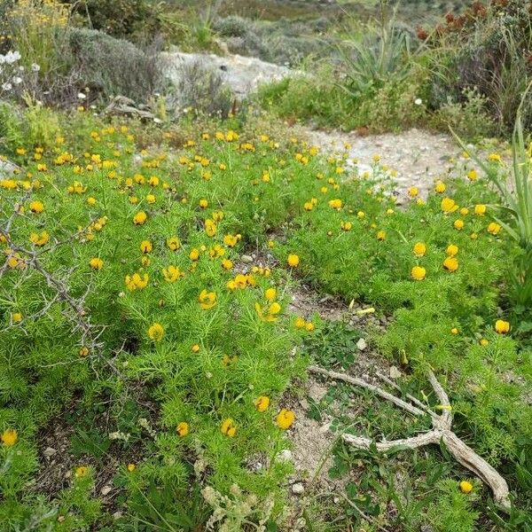 Adonis microcarpa 花