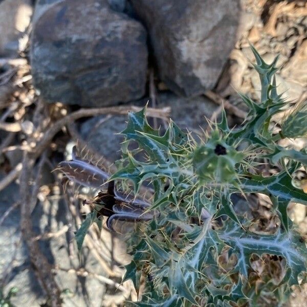 Argemone ochroleuca Folha