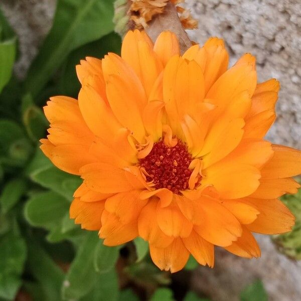 Calendula stellata Flower