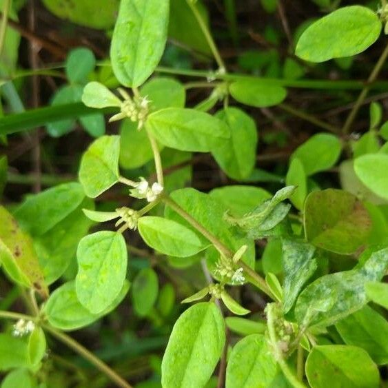 Croton monanthogynus Flower