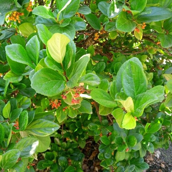 Viburnum suspensum Leaf