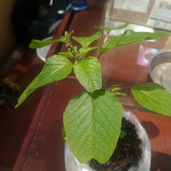 Amaranthus dubius Folha