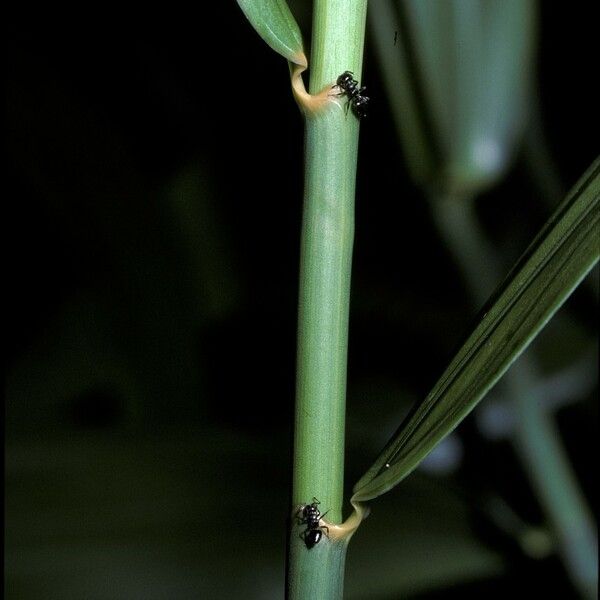 Flagellaria indica Leaf