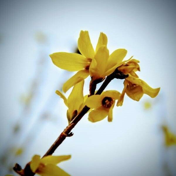 Forsythia suspensa Flower